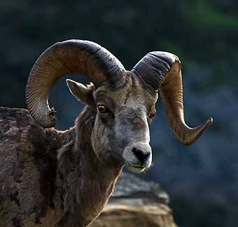 Bighorn sheep